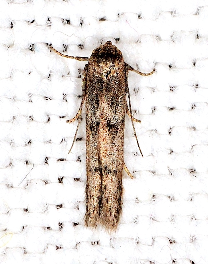 Blastobasis cfr. phycidella (Blastobasidae)